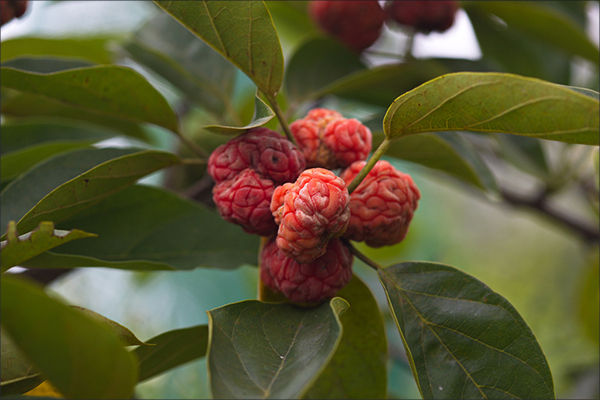 의 열매 구지 효능 뽕 오디의 효능과